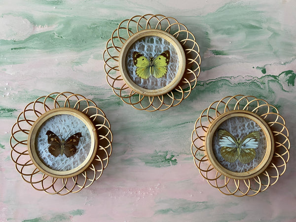 Taxidermy Wall Decoration of 3 Butterflies, Spain