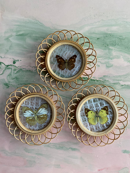 Taxidermy Wall Decoration of 3 Butterflies, Spain