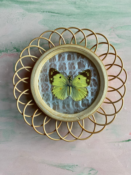 Taxidermy Wall Decoration of 3 Butterflies, Spain