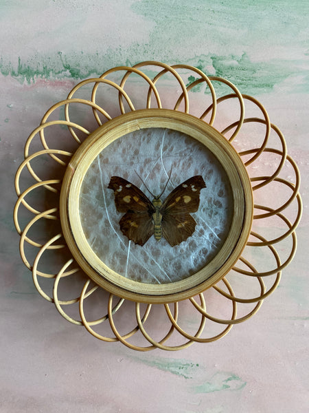 Taxidermy Wall Decoration of 3 Butterflies, Spain