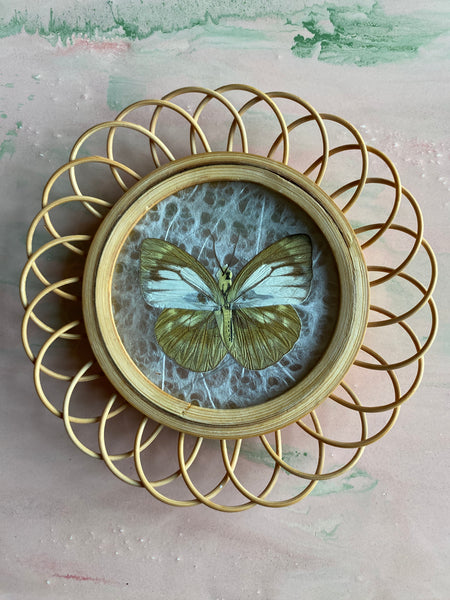 Taxidermy Wall Decoration of 3 Butterflies, Spain