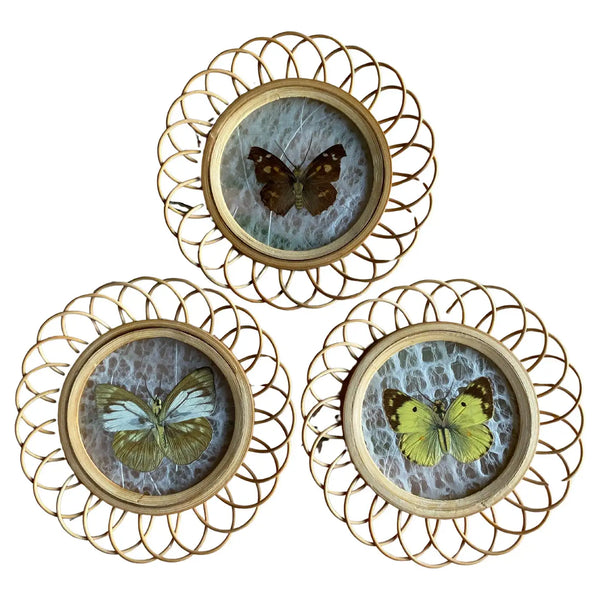 Taxidermy Wall Decoration of 3 Butterflies, Spain